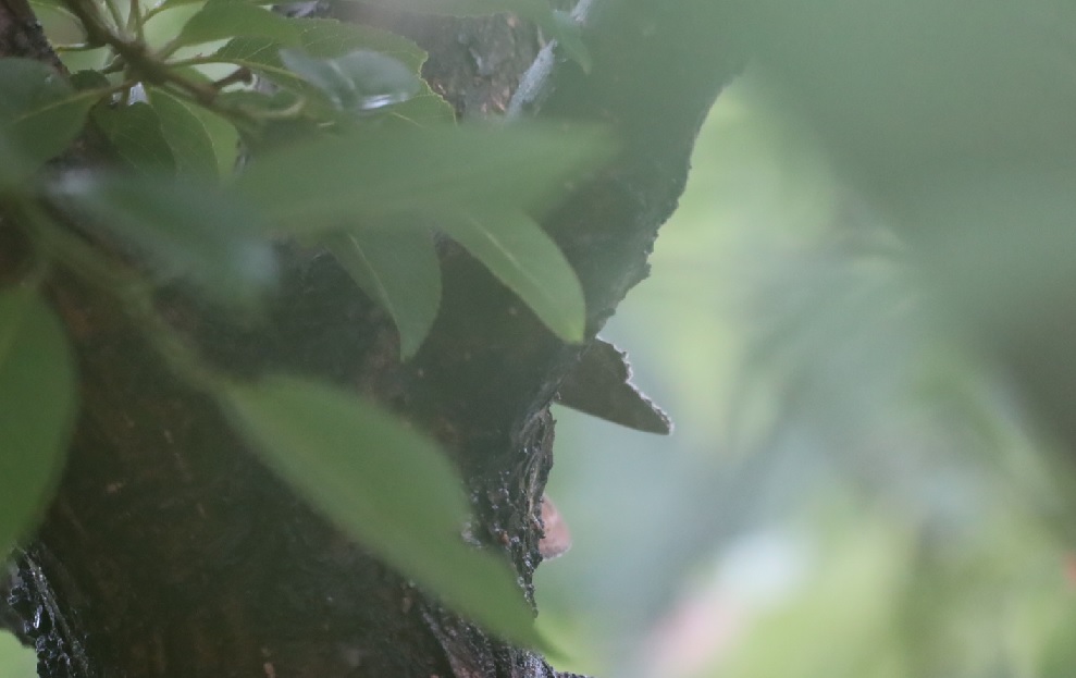 サトキマダラヒカゲとコジャノメ_川縁のヤナギ_2023年6月11日14時10分気温20.5度 小雨